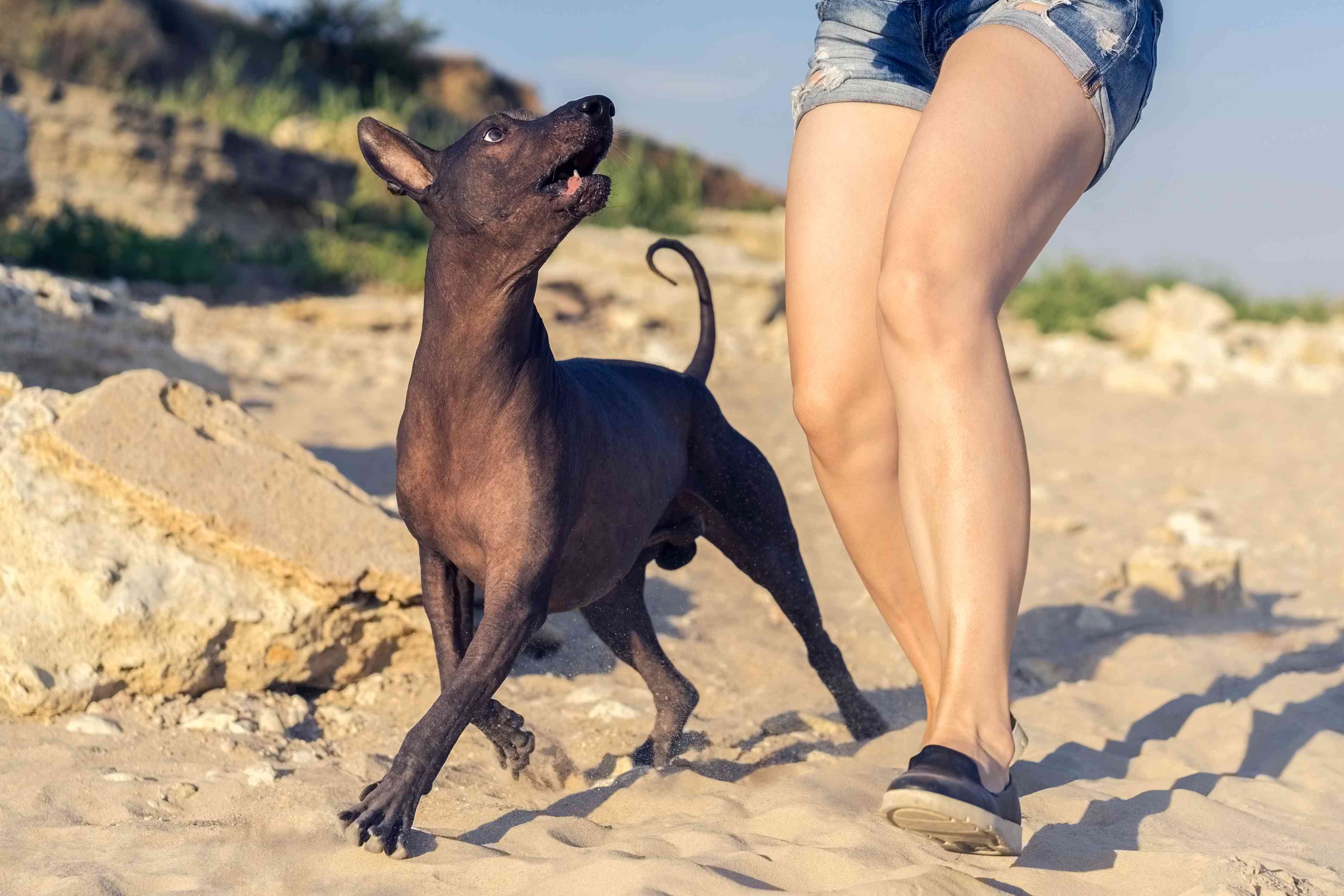 Xoloitzcuintli (Mexican Hairless Dog)