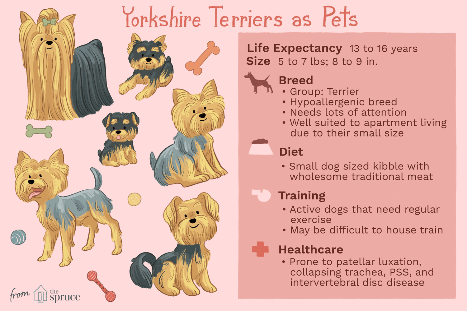 yorkshire terriers as pets illustration