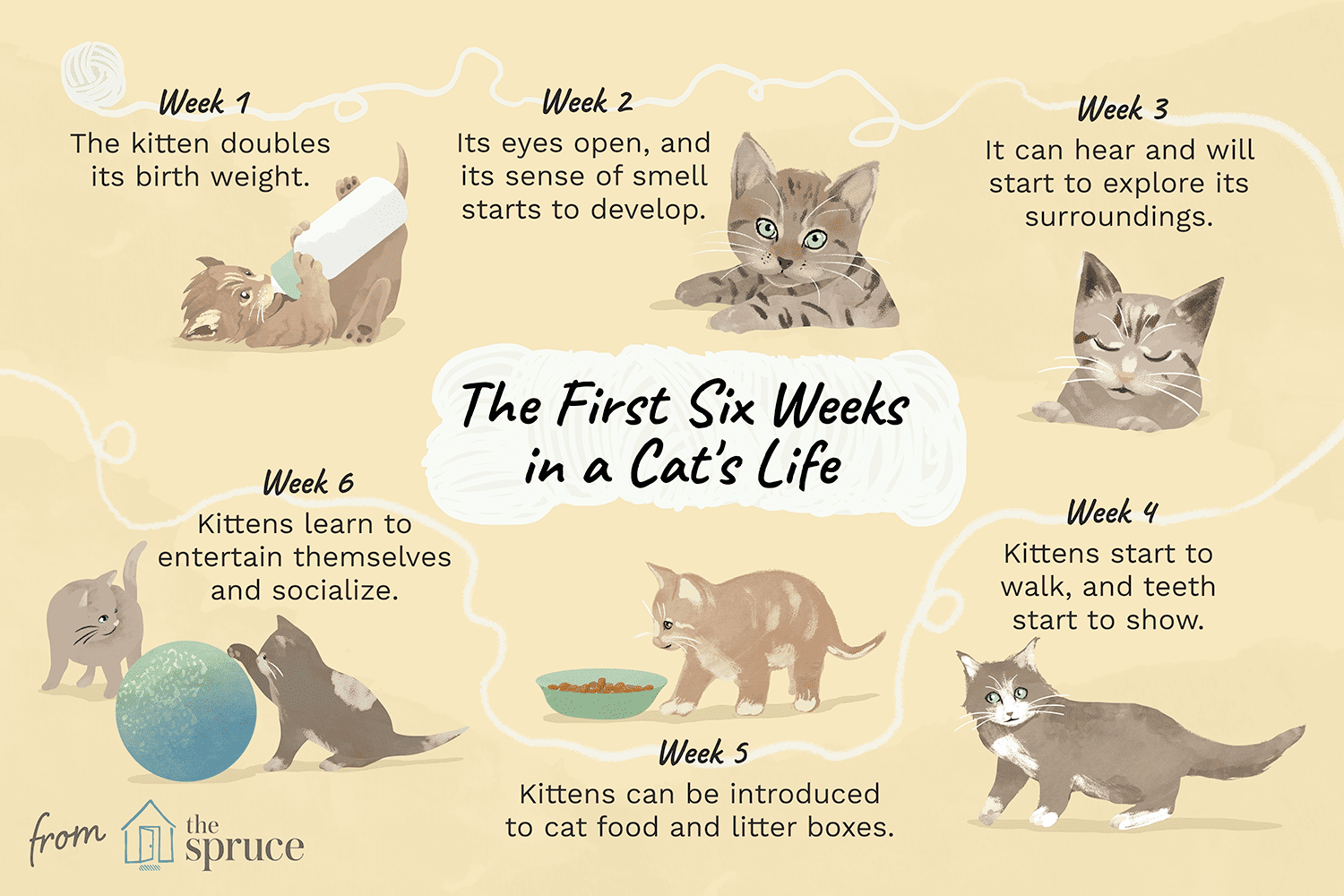 first 6 weeks of a cat's life illustration