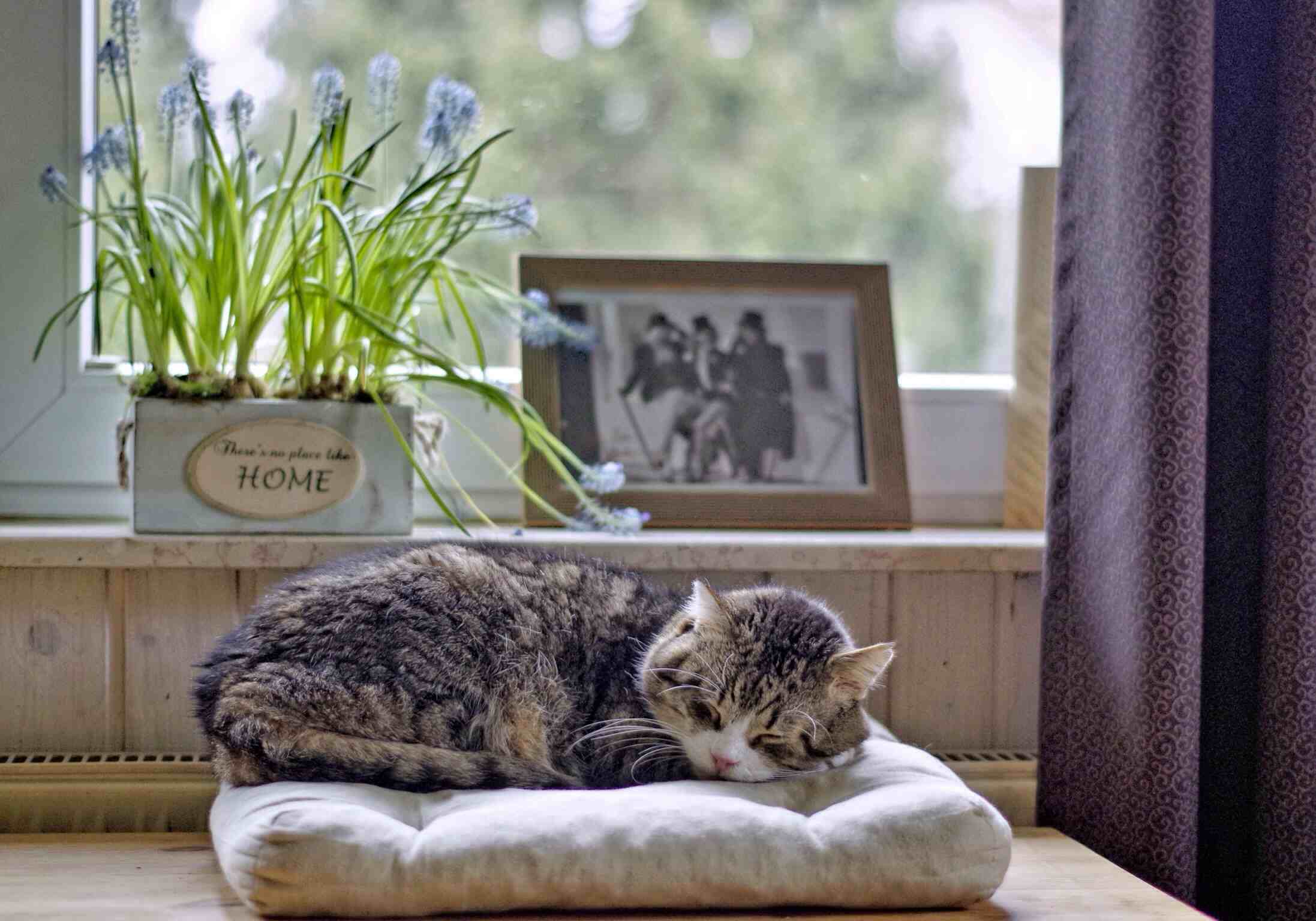 Cat Sleeping On Bed Against Window At Home
