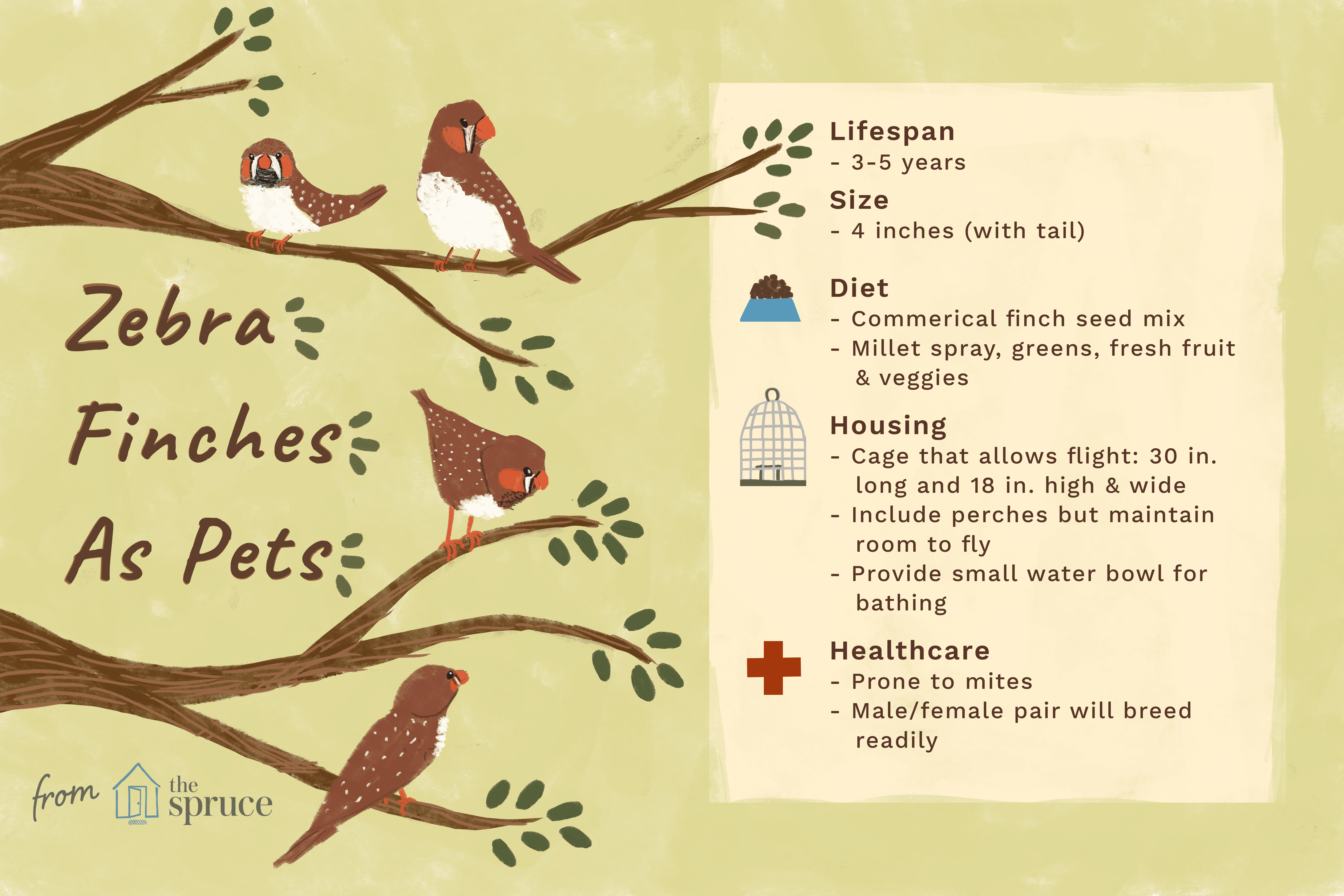 zebra finches as pets: care sheet