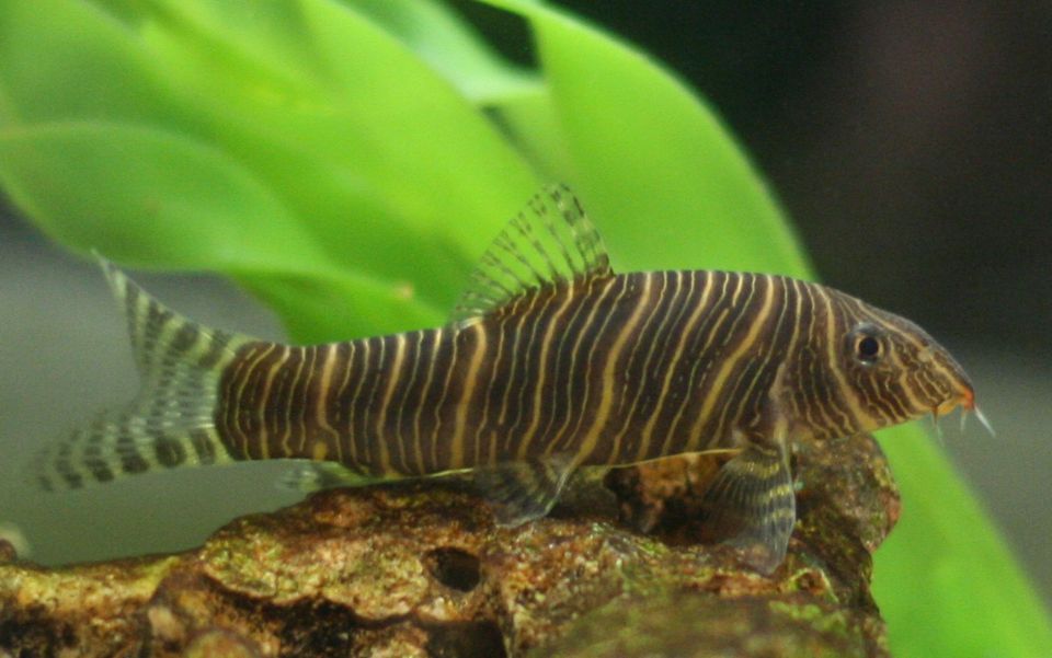 Zebra Loach fish on a rock in an aquarium
