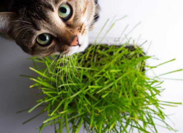 Pourquoi les chats aiment-ils tant l'herbe à chat ?