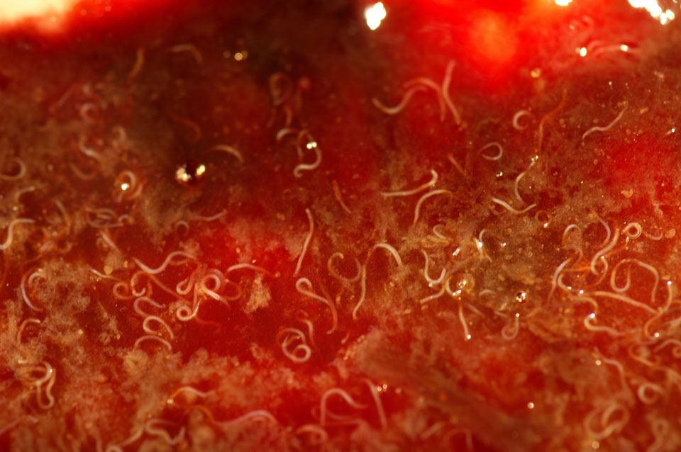 Les ankylostomes sont visibles dans l'intestin d'un chiot décédé. 
