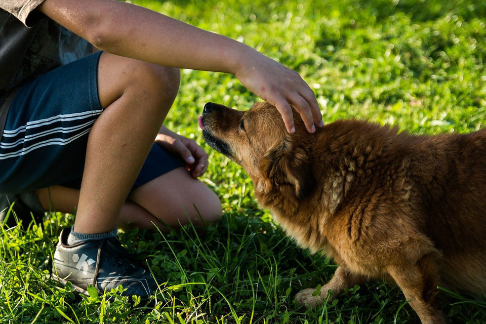 Un terrain propice à une éventuelle épidémie d'ankylostomes résistants aux médicaments est également l'endroit que de nombreux propriétaires de chiens utilisent pour faire faire de l'exercice à leurs animaux : les parcs pour chiens.